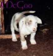 Mcgoo