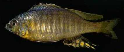 malawicichlids.com Mchenga