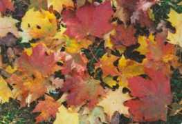 oxhill.org.uk Mckail