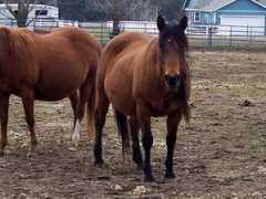 jnbarquarterhorses.com Mcred
