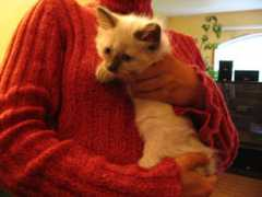 siberiancat.ca Mdark