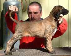afghanhoundsoz.com.au Mdog