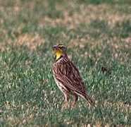 Meadowlark