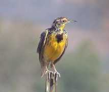 Meadowlark