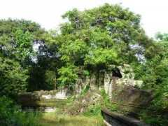 Mealea