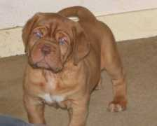 Meana