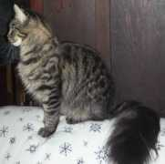 rpcathousemainecoons.com Meanu