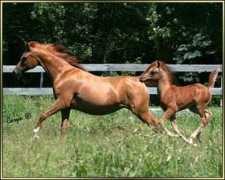 deerhavenarabians.com Meata