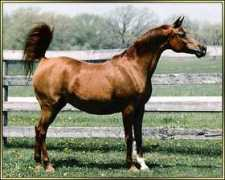 deerhavenarabians.com Meata