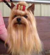 yorkieshowdogs.com Mecasa