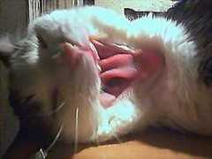 catsside.de Mecker