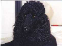 frizou.org Meckey