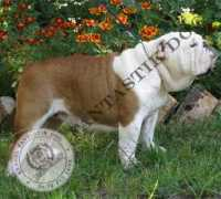 bulldogpedigree.com Medelina