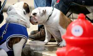 projects.ajcpets.com Mediger