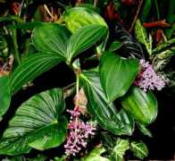exoticrainforest.com Medinilla