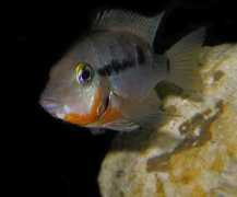cichlids.com Meeki