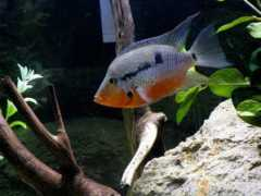 cichlids.com Meeki