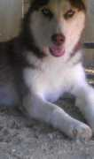 Meeko