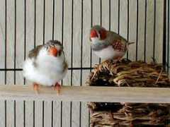 Meeps
