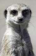 Meercat