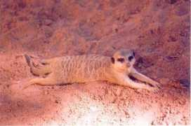 Meercat