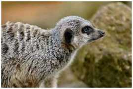 Meercat