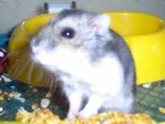Meeri