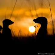 Meerkats