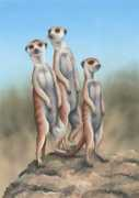 Meerkats