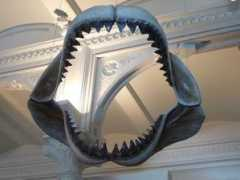 digitaljournal.com Megalodon