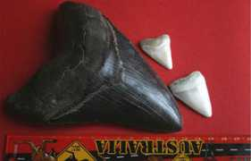 itsnature.org Megalodon