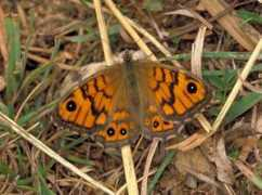 butterfly-guide.co.uk Megera