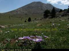 greekmountainflora.info Meghali