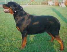 Meghy
