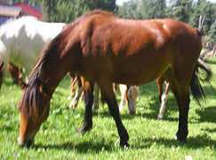 americanshetland.net Mehetabel