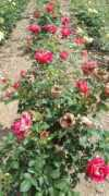 garten.cz Meiland
