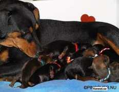 kennel.se Mejas