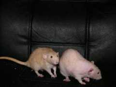Mejes