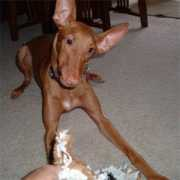 dogster.com Mekare