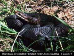 megasphera.cz Melanic