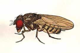 cricket.bio.indiana.edu Melanica