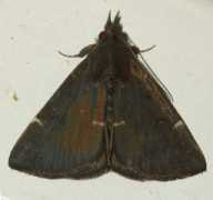 jpmoth.org Melanica