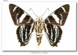 butterfliesofamerica.com Melanina