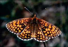 butterfliesofbulgaria.com Melath