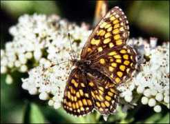 butterfliesofbulgaria.com Melath