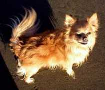 gotpetsonline.com Melean