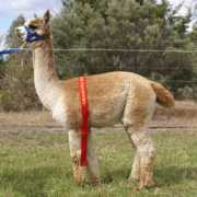 acalpacas.com Meleisha