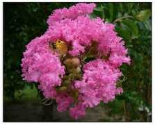 stuartxchange.com Melendres