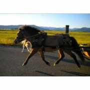 horsechannel.com Melian