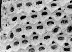 bryozoa.net Melicha